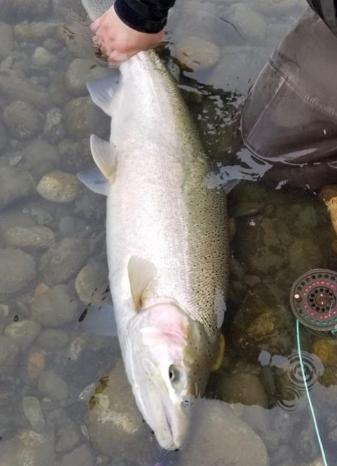 Steelhead Fishing with Bentley's Fishing Adventures.